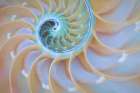 Oregon Close-up detail of nautilus shell Art Print